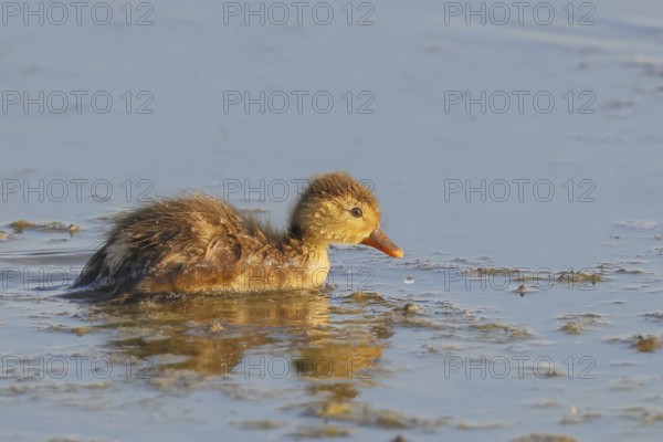 Red-crested pochard (Netta rufina) Chicks searching for food in shallow water, Ziggsee, Lake