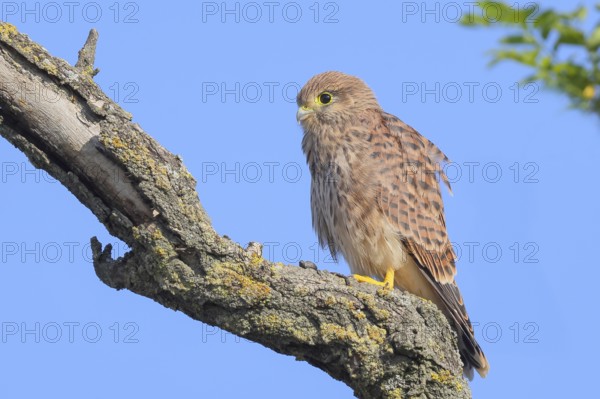 Kestrel (Falco tinnunculus), young bird sitting on branch, wildlife, animals, birds, bird of prey,