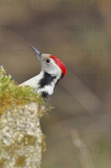 Middle spotted woodpecker (Dendrocopos medius) foraging on mossy ground in the forest, animal
