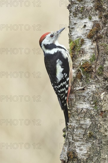 Middle spotted woodpecker (Dendrocopos medius) foraging on the trunk of a grey birch (Betula