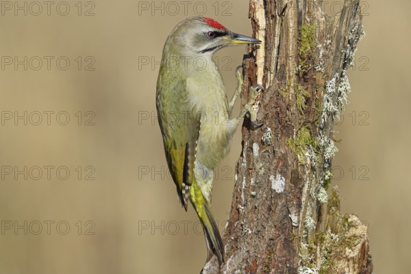 Grey-headed woodpecker (Picus canus), male sitting on a tree stump overgrown with moss and lichen,