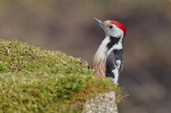 Middle spotted woodpecker (Dendrocopos medius) foraging on mossy ground in the forest, animal
