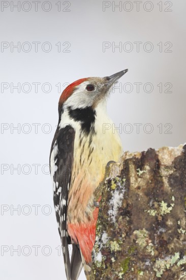 Middle spotted woodpecker (Dendrocopos medius) foraging on the trunk of a grey birch (Betula