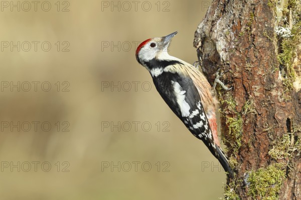 Middle spotted woodpecker (Dendrocopos medius) foraging on the trunk of an oak (Quercus),