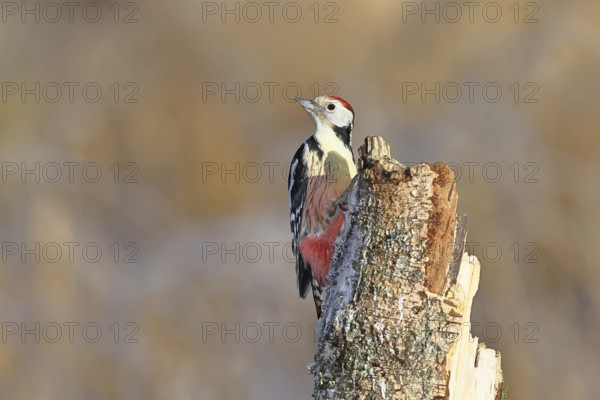 Middle spotted woodpecker (Dendrocopos medius) foraging on the trunk of a grey birch (Betula
