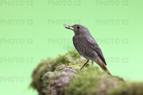 Redstart (Phoenicurus ochruros), with a spider as prey in its beak in a garden, Wilnsdorf, North