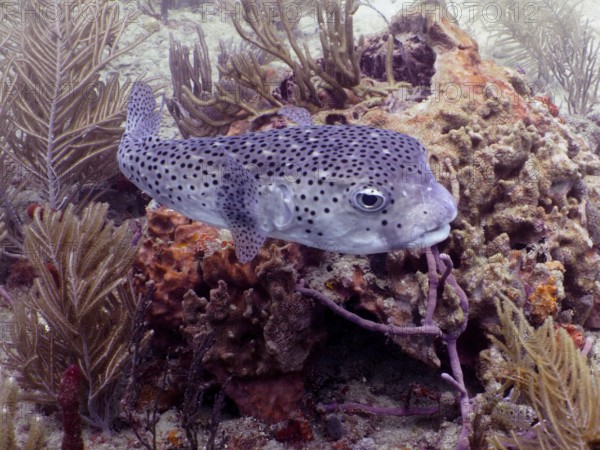Black spotted pufferfish, Spot-fin porcupinefish (Diodon hystrix), swimming among corals in a