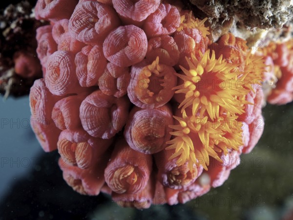 Bright pink and orange coral polyps of yellow cup coral (Tubastraea coccinea) in full bloom