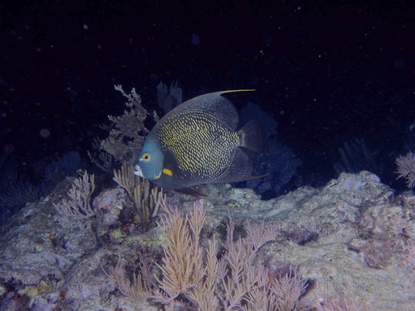 A single French angelfish (Pomacanthus paru) swims in the dark near coloured corals. Dive site John