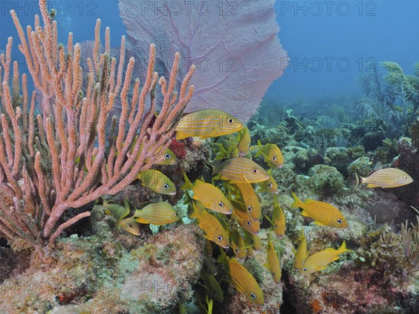 Yellow fish, French grunts (Haemulon flavolineatum), swim around a reef with various soft corals in