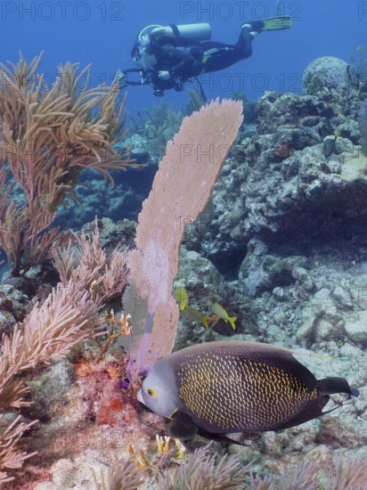 A diver observes a fish, French angelfish (Pomacanthus paru), in a coral formation in the