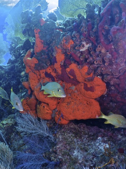 Fire sponge (Tedania ignis) and colourful fish. Dive site John Pennekamp Coral Reef State Park, Key