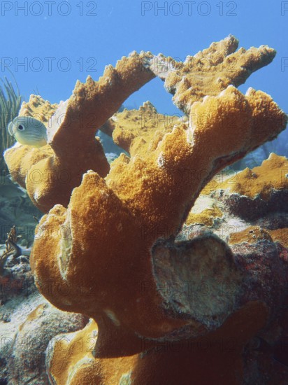 Magnificent elkhorn coral (Acropora palmata) under the sea surface. Dive site John Pennekamp Coral