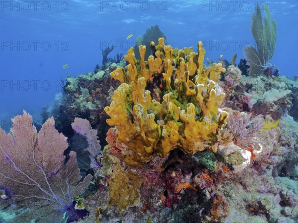 Colourful coral reef with various creatures, including fire coral (Millepora complanata) and Venus