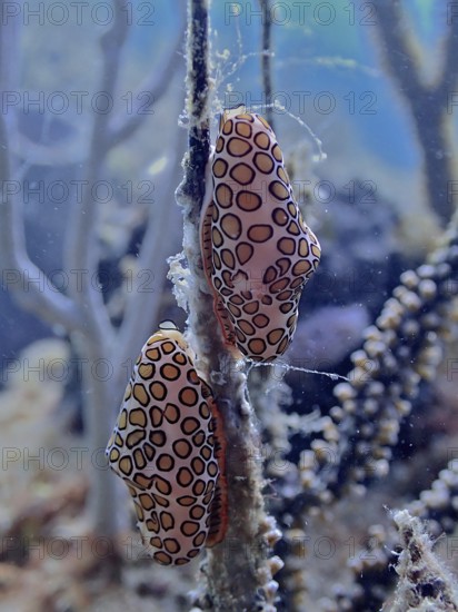 Two sea snails with a striking pattern, flamingo tongue (Cyphoma gibbosum), clinging to an