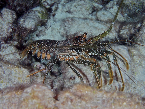 A spotted crayfish (Panulirus guttatus) with a striking pattern of spots on the seabed. Dive site
