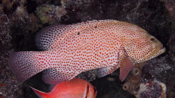 A red spotted fish, blood red jewelled perch (Cephalopholis cruentata), rests on a coral structure.