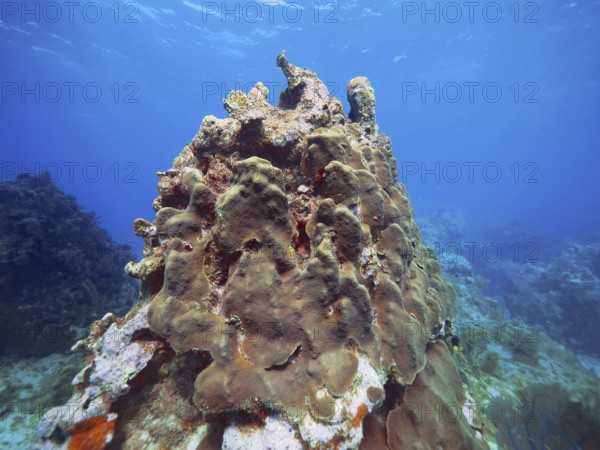 Tall coral, mountainous star coral (Orbicella faveolata), rises majestically under clear ocean
