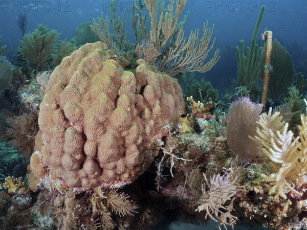 Magnificent coral reef with various species and colours, including mountain star coral (Orbicella