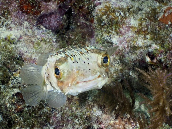 A pufferfish, brown spotted hedgehogfish (Diodon holocanthus), with an attentive look camouflages