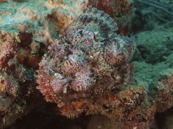 A banded scorpionfish (Scorpaena plumieri) camouflages itself on a coral bed and adapts to its