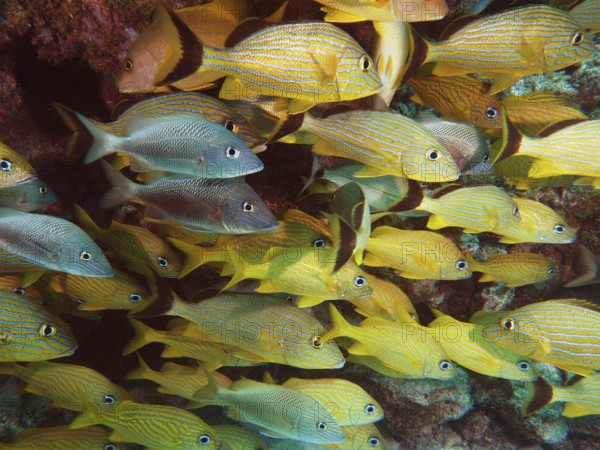 A lively school of yellow fish, bluestriped grunts (Haemulon sciurus), swim in tropical waters.