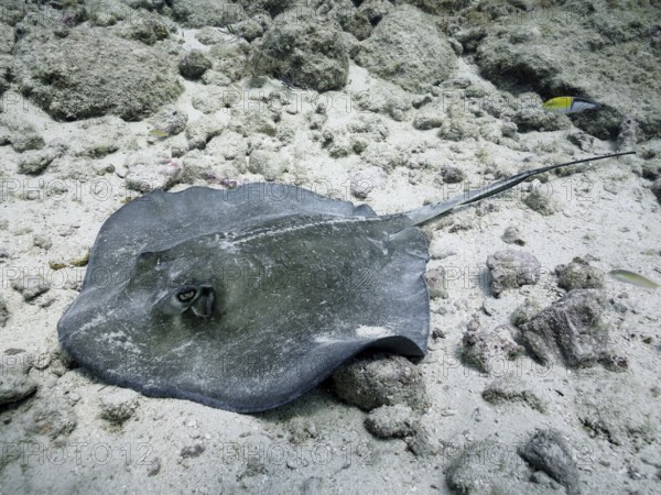 Stingray, Southern Stingray (Hypanus americanus), lies on light-coloured sand on the ocean floor.