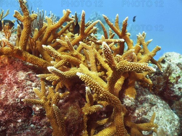 Staghorn coral (Acropora cervicornis) on a rock in clear sea water. Dive site John Pennekamp Coral