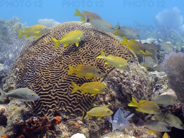 Bright fish swim around large brain coral (Diploria labyrinthiformis) in the blue water of a reef.