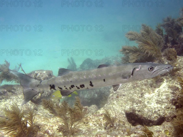 A Great barracuda (Sphyraena barracuda) swims in clear turquoise water above a reef. Dive site John