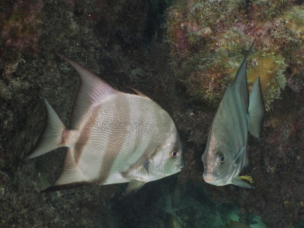 Two fish, Atlantic spadefish (Chaetodipterus faber), swimming close to each other, surrounded by