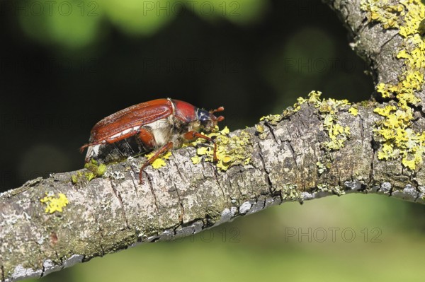 May beetle, wood cockchafer (Melolontha hippocastani), female, on a branch covered with lichen,