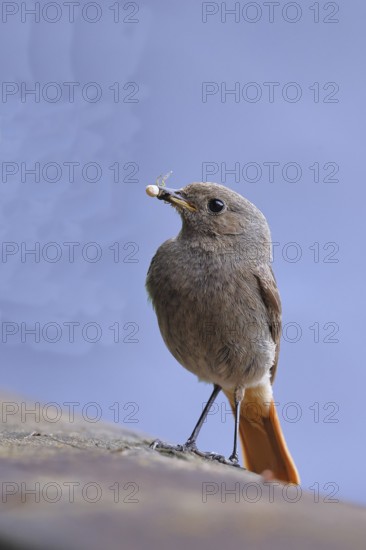 Black redstart (Phoenicurus ochruros), with a spider as prey in its beak on a balcony, Wilnsdorf,