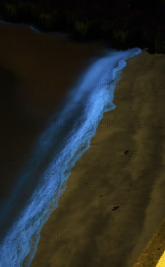 Sea light, caused by accumulations of microorganisms, marine luminescence (Noctiluca scintillans,
