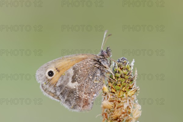 Small heath or small hay butterfly (Coenonympha pamphilus) with dewdrops, North Rhine-Westphalia,