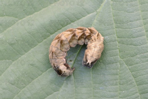 Rose owl (Thyatira batis), caterpillar, North Rhine-Westphalia, Germany