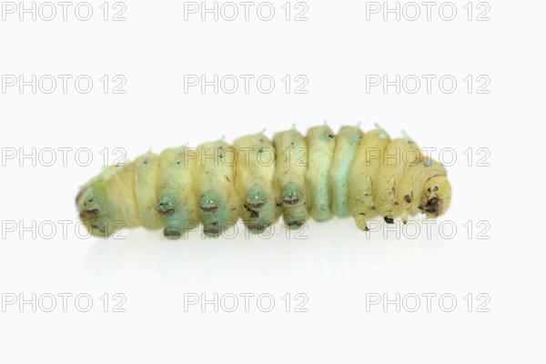 Tree of God moth or Ailanthus moth (Samia cynthia), caterpillar shortly in front of pupation,