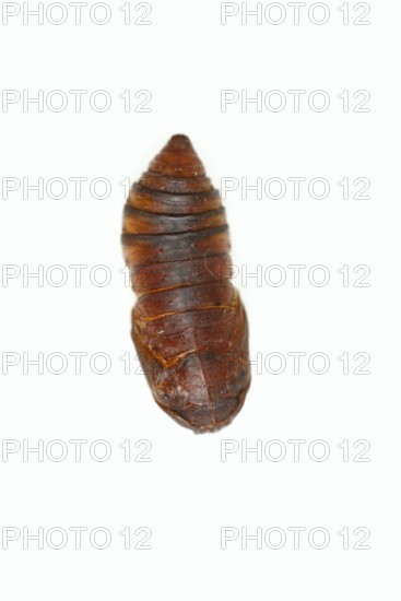Tree of God moth or Ailanthus moth (Samia cynthia), pupa against a white background, captive,