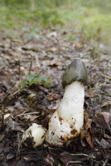 Common stinkhorn (Phallus impudicus), North Rhine-Westphalia, Germany