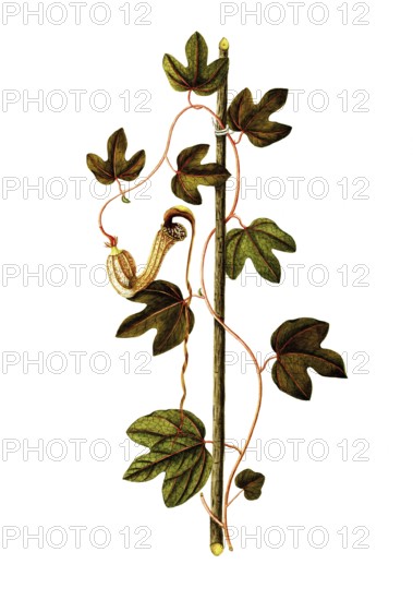 Contribo or Bejuco de Santiago, Dutchman's Pipe, Aristolochia trilobata, Aristolochiaceae,