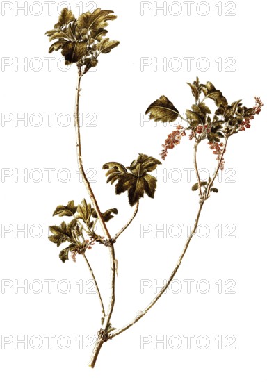 Alpine Currant, Ribes alpinum, Grossulariaceae, Illustration by Francesco Peyrolery, watercolour,