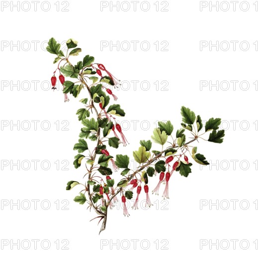 Fuchsia-flowered Gooseberry, Ribes speciosum Pursh, Grossulariaceae, Illustration by Angela Rossi