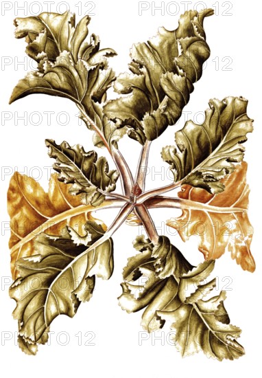 Sea kale, Crambe maritima, Cruciferae, Illustration by Francesco Peyrolery, watercolour, 1765,