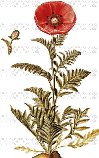Oriental poppy, Papaver orientale, Papaveraceae, Illustration by Francesco Peyrolery, watercolour,