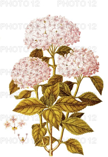 Garden Hydrangea, Bigleaf or French Hydrangea, Hydrangea macrophylla, Hydrangeaceae, Illustration