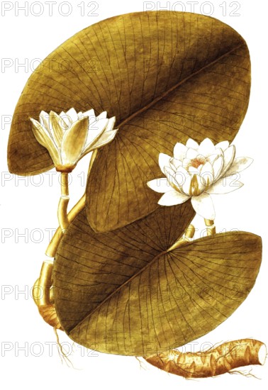 European white water lily, European White Waterlily or White Lotus, Nymphaea alba, Nymphaeaceae,