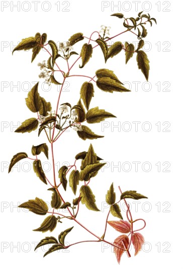 Virgin's Bower or Devil's Darning Needles, Clematis virginiana, Ranunculaceae, Illustration by