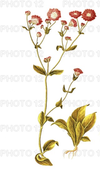 Red campion, red campion, red night carnation, red wood carnation, red campion, red campion,