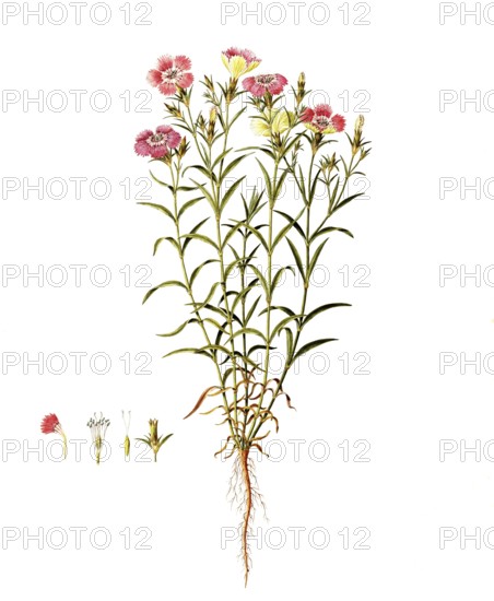 Heather carnation, Maiden Pink, Dianthus deltoides, Caryophyllaceae, Illustration by Angela Rossi