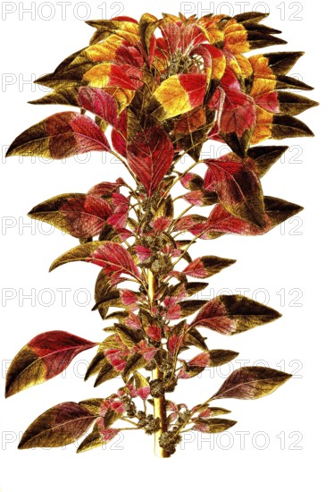 Joseph's coat amaranth or Tampala, Amaranthus tricolor, Amaranthaceae, Illustration by Giovanni